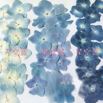 120шт Прессованная серия Blue Сушеные цветочные растения Hydrangea Macrophylla, Гербарий для ювелирных изделий, чехол для телефона, изготовление закладок своими руками 120шт